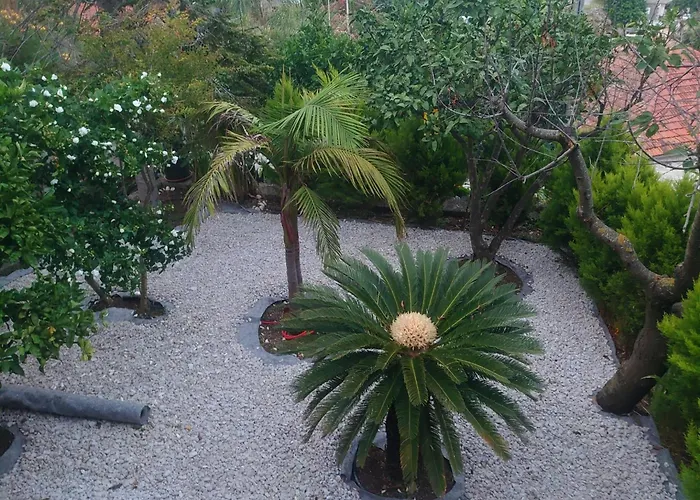 Peragic 몰루나트